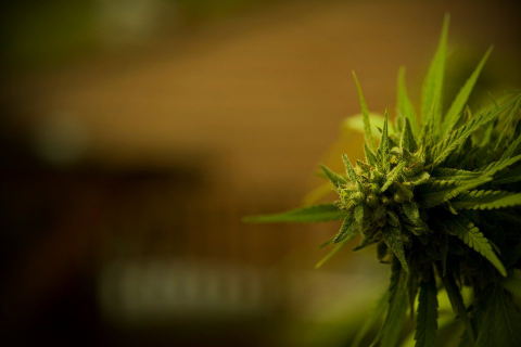Marijuana Plant - Teen Rehab