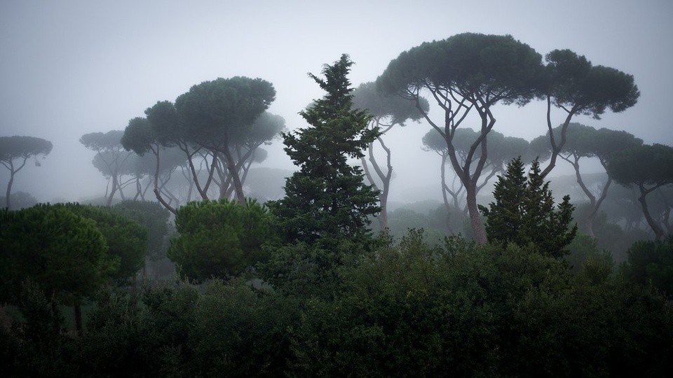 Trees In The Mist - Teen Rehab