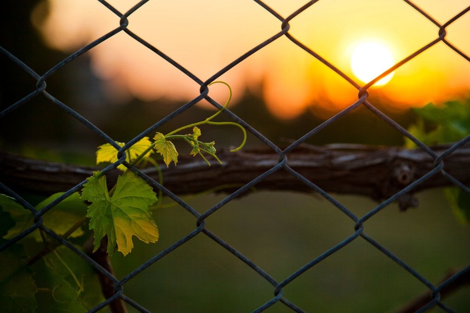 Fence At Sunset - Teen Rehab