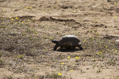 Baby Turtle Walking In Sun - Teen Rehab