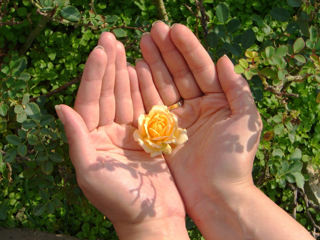 Hands Holding Yellow Flower - Teen Rehab