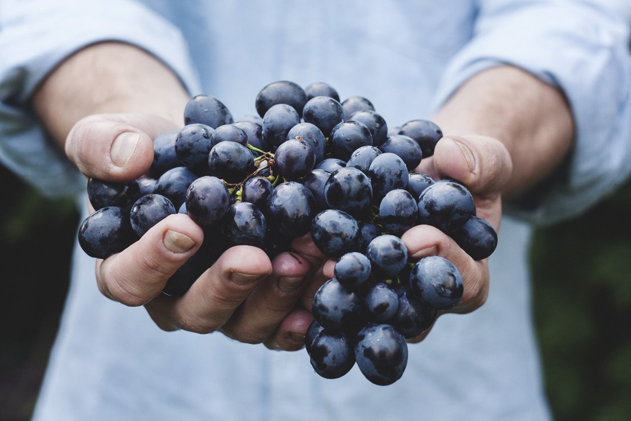 Hands holding a bunch of fresh grapes
