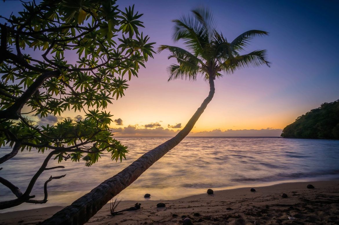 beach palm trees sunset