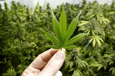 marijuana legalization regulation