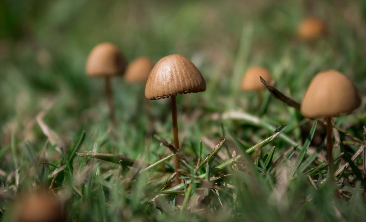 Teen Rehab - list of hallucinogens - mushroom